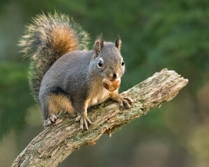 Squirrel on diagonal tree branch with nut in mouth with tail and ears raised