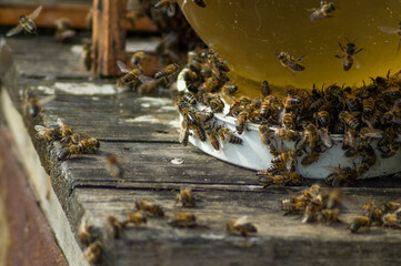 bee