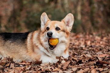 Charming little English Shepherd with protruding ears. Pembroke tricolor Welsh corgi lies in forest in yellow dry autumn leaves and nibbles on soft rubber dog ball.
