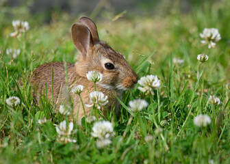 Young rabbit is partially hidden in a patch of white clover