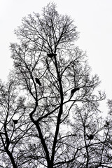 Silhouette of a linden tree in winter 