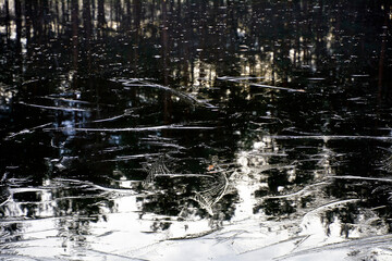Thin ice on a pond in a pine forest 