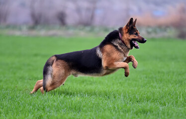 a nice german shepherd  in a green field