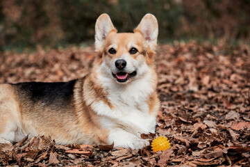 Charming little English Shepherd with protruding ears. Pembroke tricolor Welsh corgi lies in woods in yellow dry autumn leaves next to rubber dog ball.