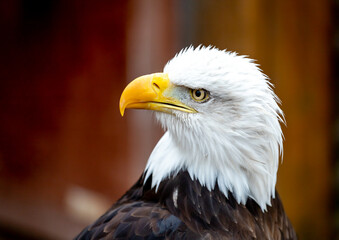 bald eagle portrait