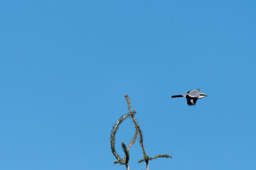 Der Raubwürger im Winter