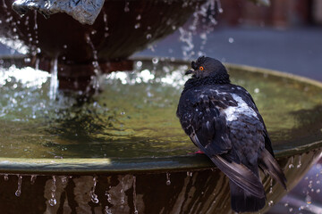 The dove sits in the fountain. Water is pouring.