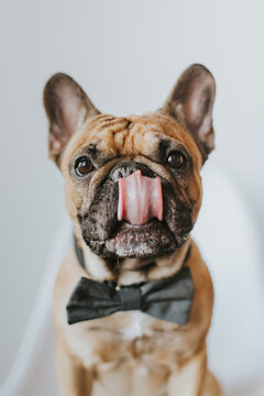 Dapper French Bulldog Puppy in a Bowtie