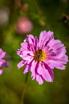 cosmos flower in the garden