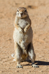 Fototapeta premium Cute and curious squirrel in the desert of Namibia