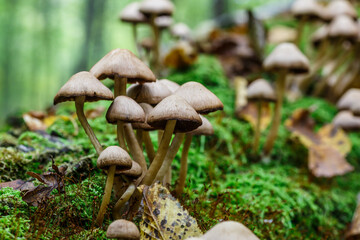 Mushrooms False honey fungus on a stump in a beautiful autumn forest.group fungus in autumn forest with leaves.Wild mushroom on the spruce stump. Autumn time in the forest.