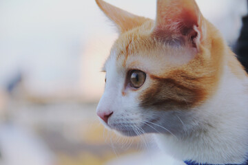 close up of european cat