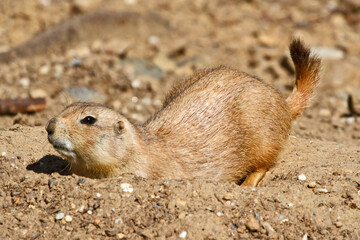 Cute and curious squirrel in the desert of Namibia