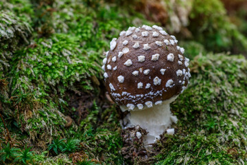 The Death angel an deadly poisonous Mushroom, Scientific name:Amanita pantherina.The mushroom grows Carpathian Mountains in the forest.