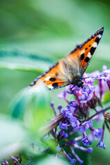 butterfly on the blue Buddleja davidii