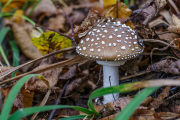 The Death angel an deadly poisonous Mushroom, Scientific name:Amanita pantherina.The mushroom grows Carpathian Mountains in the forest.