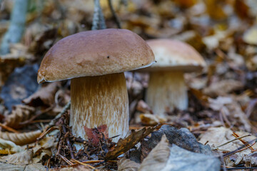 Mushroom in forest Porcino, bolete, boletus.White mushroom on green background.Natural white mushroom growing in a forest.