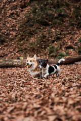 Two English breeds of dogs hunting and herding play together. Smooth haired Jack Russell Terrier...