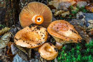 Saffron milk cap (Lactarius deliciosus) mushroom. aka red pine mushrooms aka Lactarius deliciosus in a grass., delicious edible mushrooms on a mos in natural habitat, spruce forest, early autumn shot