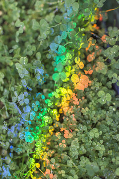 Rainbow on clovers
