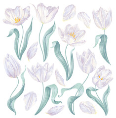 Set of realistic vector white tulips. Highly detailed spring flowers, leaves and petals, for your design patterns for textiles, greeting and invitation cards, posters, social media banners