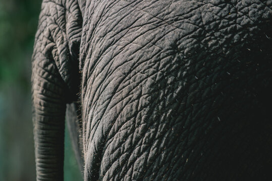 Thai Elephant