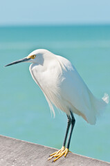 front view, close distance of a snowy egret, standing on a wood railing, of a tropical pier, jutting into gulf of Mexico, on sunny day