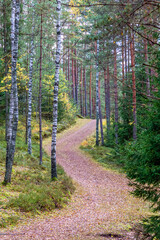 Fototapeta premium footpath in the woods