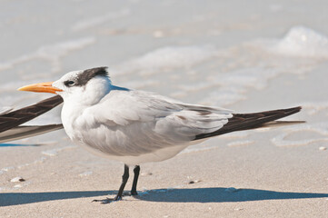 side view, close distance of a royal tern standing on a sandy, tropical shoreline, facing the wind, on a sunny morning, on gulf of Mexico
