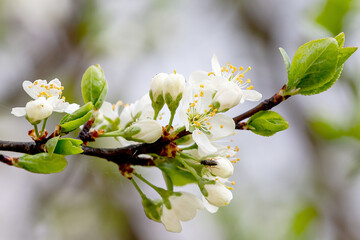 Apple blossom in spring