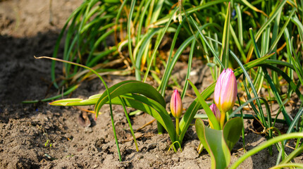 Young tulips in the spring home garden. Spring mood. Background for greeting on Easter or other holiday