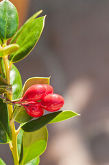 front view, close up of a holly plant and the red berries, on a tropical lanai, on sunny morning