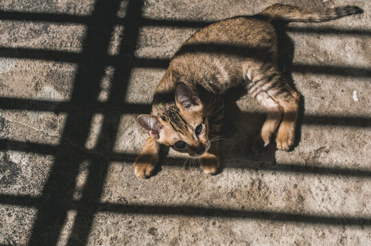 Thai Cat
