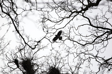 Flying crow with nest