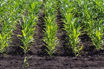 Green field of young corn with clean rows