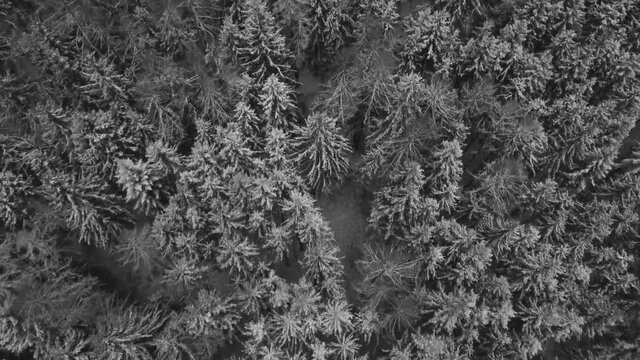 Winterwald