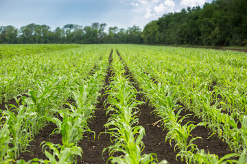 Fototapeta na wymiar Green field of young corn with clean rows