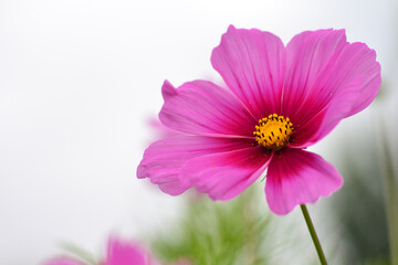 Obraz premium pink flower