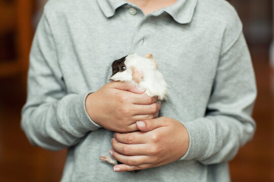 boy holds his pet guinea pig