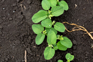 Fresh green soy plants on the field in spring. Rows of young soybean plants 