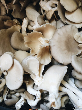 Mushrooms on farmes market