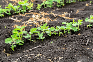 Fresh green soy plants on the field in spring. Rows of young soybean plants 