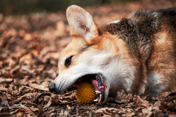 Charming little English Shepherd with protruding ears. Pembroke tricolor Welsh corgi lies in forest in yellow dry autumn leaves and nibbles on soft rubber dog ball.