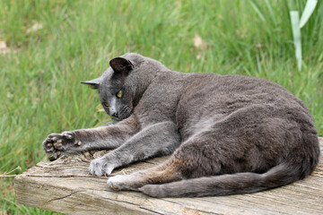 Grey cat playing on a seat