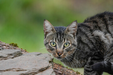 Close-up of a cat looking straight ahead