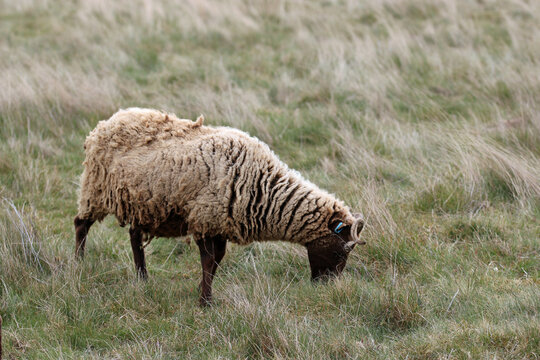 Manx Loaghtan Rare Breed Sheep