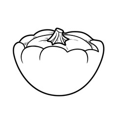 Squash linear drawing on white background