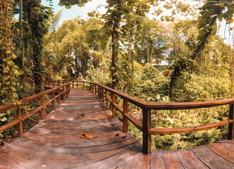 Puente en bosque