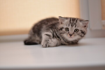 kitten scottish british cat burma munchkin animals