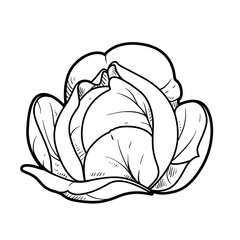 White cabbage linear drawing on white background